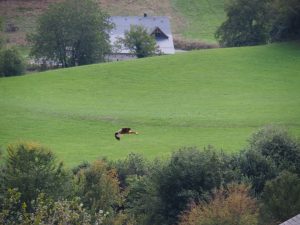 11. De Rode Wouw-en bleven maar af en aan vliegen. Toen we ons voorbereidden op de vakantie, dacht ik: "Leuk als we een roofvogel tegenkomen!". Nou, zoveel en op zoveel wandeldagen? Dát hadden we niet durven dromen!