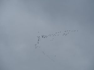 18. Op de terugweg naar Lhers komen grote groepen ganzen over. Met erg veel kabaal! Zou een Gier daar boven een feestmaal hebben?