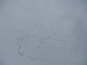 19. De volgende groep ganzen die diffuus uiteen vliegen. Of het is een Gier op jacht óf ze hebben last van een lastige thermiek terwijl ze de bergen nog over moeten?