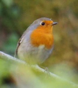 30. In het nationaal park Ordesa vliegen bijzondere vogels. Ik heb de borden gefotografeerd. Maar.... ik denk dat dit een ordinaire Roodborst is?