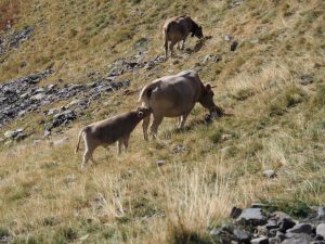 55. Er lopen voornamelijk koeien in dit deel van de Spaanse Pyreneeën. Nog vaak met een kalf!