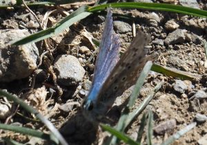 13. Een fraaie blauwe vlinder kruist ons GR11-pad