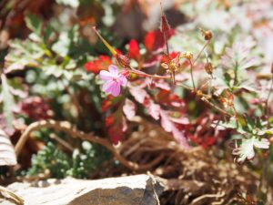 17. Herfst op de GR11