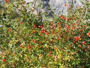 30. We komen regelmatig rozenbottels tegen in de Pyreneeën. Het is écht herfst