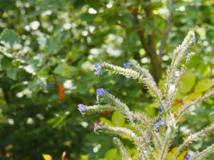 53. Nog een ander soort blauwe bergbloemen. Overlevers!