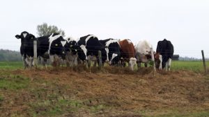 De boer die op weg naar het AVIA-station, waar wij onze boerenmelk, yoghurt en -kaas kopen, heeft zijn koeien nog in groepjes buiten lopen. Ze krijgen dagelijks een pluk kuilgras