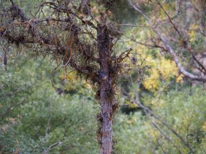 16. Deze vogel op de stam van de boom kreeg een groot aantal fotografen achter zijn broek aan