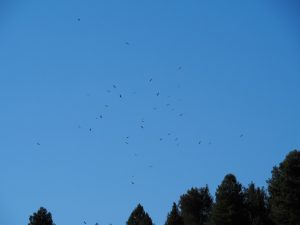 4. Terwijl wij de cañon verlaten, zwaaien tientallen roofvogels ons uit. Of het nu Aasgieren, Vale Gieren of Steenarenden zijn? Moeilijk te zien op zo'n afstand