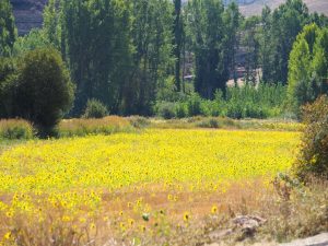 42. In het dal richting Rello bloeien de zonnebloemen nog