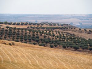 59. Dichter bij Madrid duiken olijfbomen op. Afwisseling van kastelen doet eten ;-)