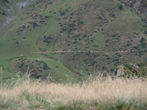 32. Géén idee waarom schapen ineens aan de wandel gaan, zoals hier over een bergpaadje richting bergweide