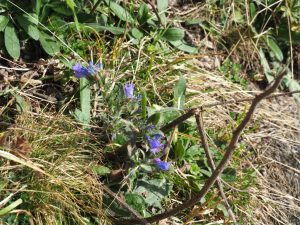 34. In deze eenzaamheid bloeien blauwe bergbloemen