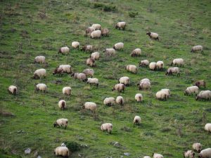 40. De schapen zijn inmiddels massaal in het dal aangekomen