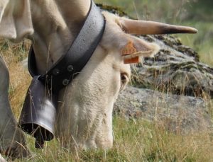 32. Dit zijn de (koe/paard-schapen)bellen die ons de eerste nachten wakker hielden. Nu zijn we er wel aan gewend