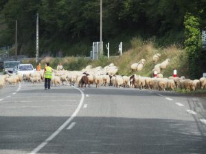 3. Voor de afslag naar Plateau de Benou op weg N135, loopt een chaotische kudde met schapen op weg naar hun winterberging. 