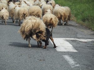 4. Een Bosseron (Franse herdershond die Harco ook heeft gehad) probeert de schapen onder controle te houden