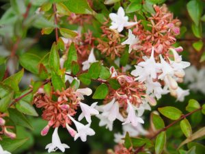 30. Bij de ingang van het Hippolytushuis bloeien deze bloemen. Net als eeuwen geleden, want in de tuinen had men planten voor medische doeleinden, maar ook voor decoratie!