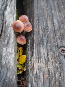 2. In de tuin staan her en der nog bloemen die het aardig volhouden in de herfst. Deze paddenstoeltjes horen "gewoon" in dit jaargetijde
