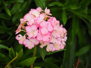 6. Deze hortensia op het talud bloeit nog, terwijl...