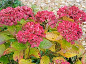 8. ... deze hortensia in de voortuin al mooi herfst-rood is