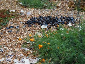 20. De laatste Slaapmutsjes kleuren mooi bij de mosselen die we net gegeten hebben. Zodra wij een paar keer over de schelpen hebben gelopen, zie je geen kleurverschil meer met de rest