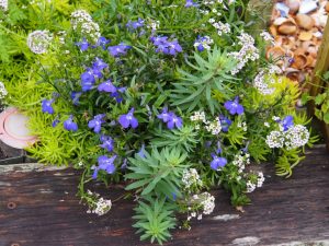 22. Blauwe Lobelia en witte Alyssum bloeien door elkaar, naast de standaard voor de droogmolen die in de voortuin kan staan