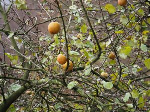 6. Appeltjes van de Stekkenkamp