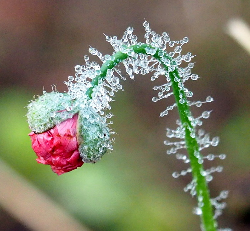 Bloemen