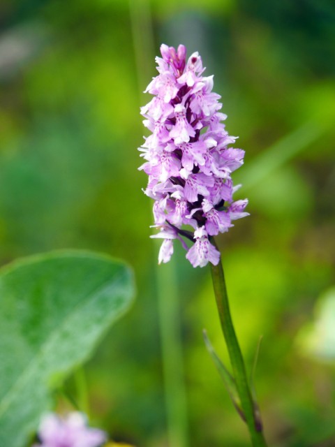 Bloemen